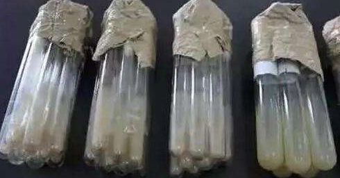 探索生物菌種在科研與工業中的應用價值