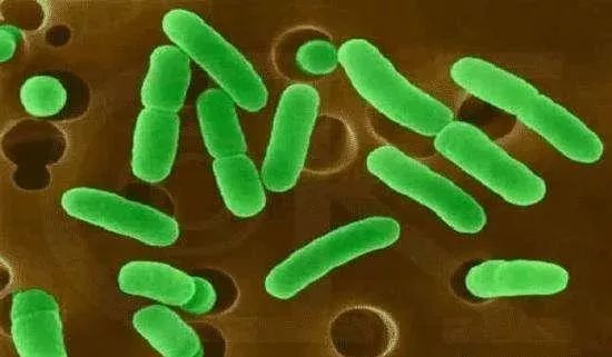 養雞掃盲文 雞病到底是怎么來的？——深入淺出聊“生物菌種”