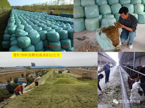 微生物菌種發酵玉米秸稈做青儲飼料 簡單易行、營養豐富，值得大力推廣