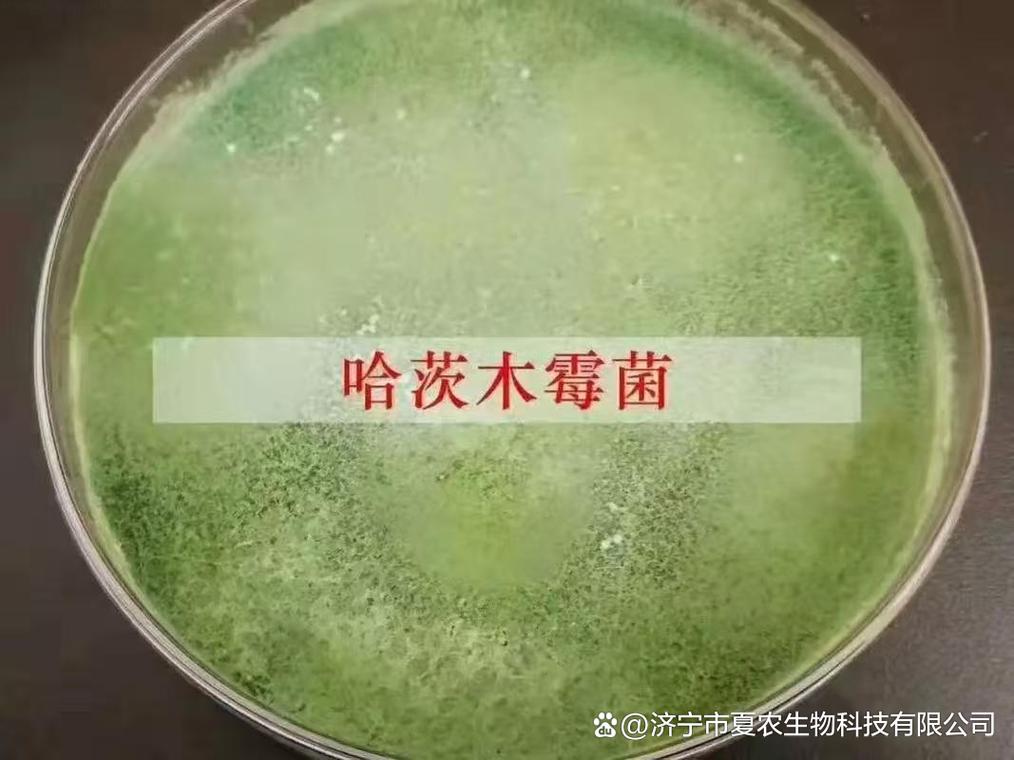 夏農生物哈茨木霉菌原菌種:土傳病害綜合防控技術迭代趨勢