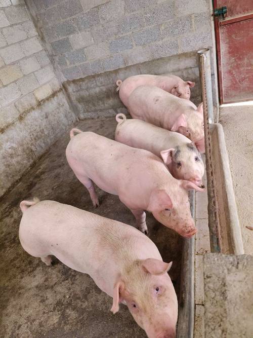 花生秸稈變身高營養豬飼料 微生物發酵革新養殖業