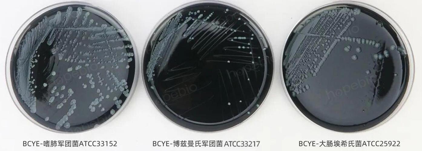 青島海博生物 專業生物菌種 продукция詳解與應用指南